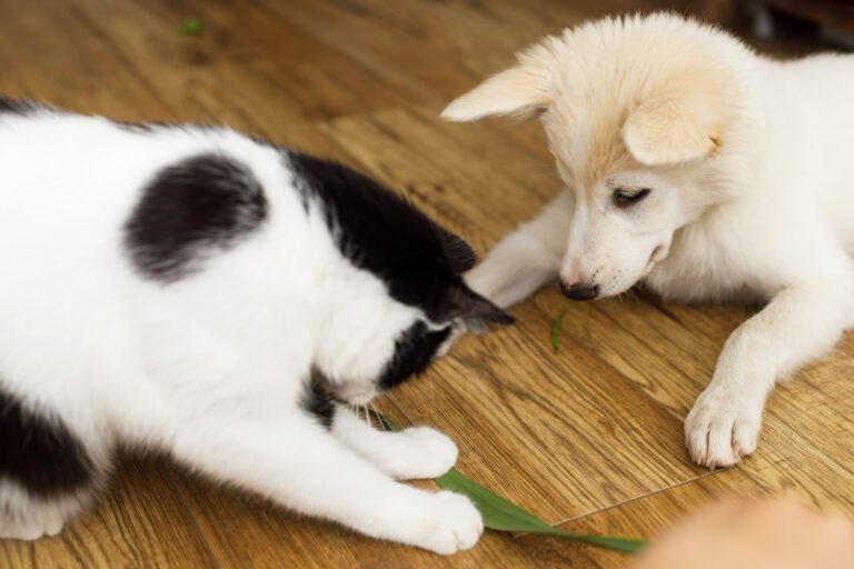 De beste manieren om je hond of kat te verzorgen tijdens een verandering van gezinssamenstelling