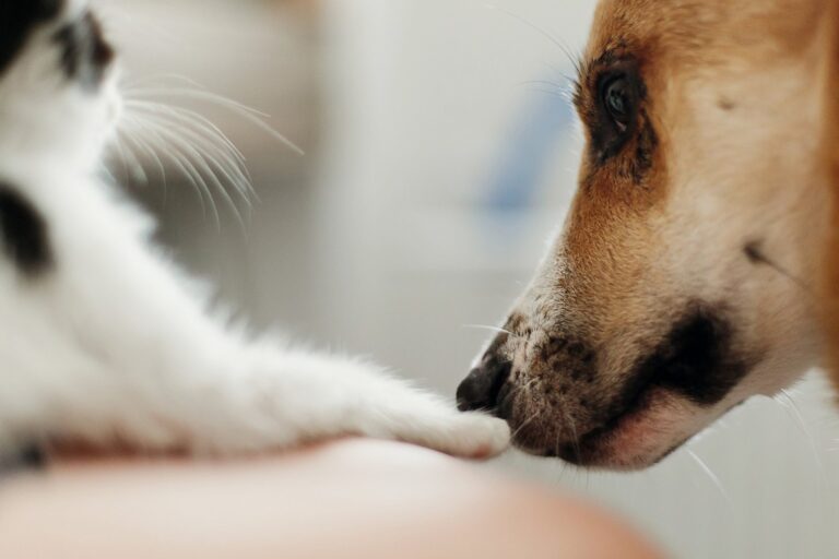 De beste manieren om je hond of kat te verzorgen tijdens een verandering van werkomgeving