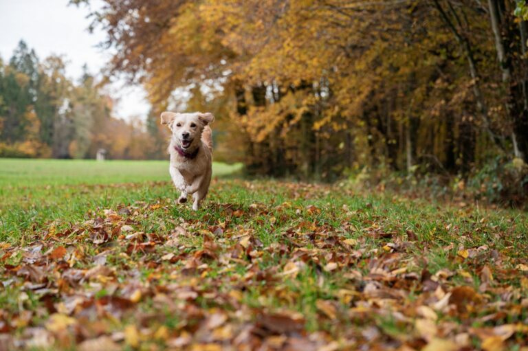 De beste voeding voor honden met tandproblemen