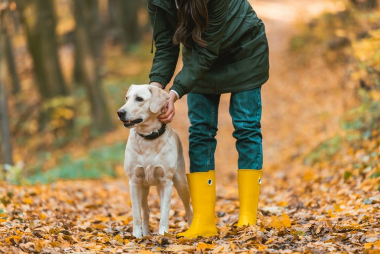 De beste voeding voor oudere honden