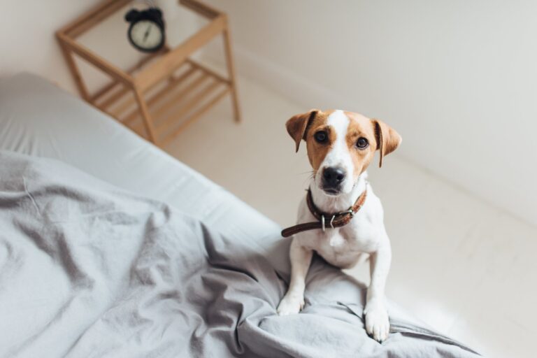 De gevaren van te veel of te weinig vet in de voeding voor honden