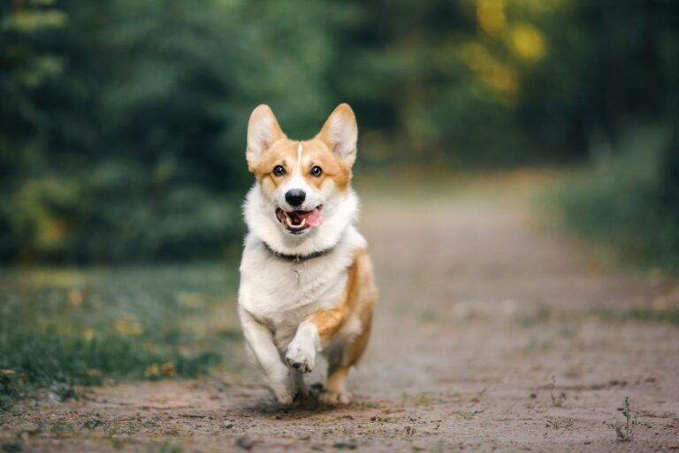 De gevaren van te veel of te weinig vitaminen en mineralen in de voeding voor honden