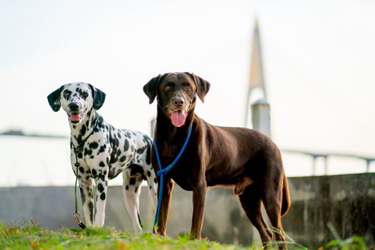 De meest voorkomende gezondheidsproblemen bij honden en hoe je ze kunt voorkomen