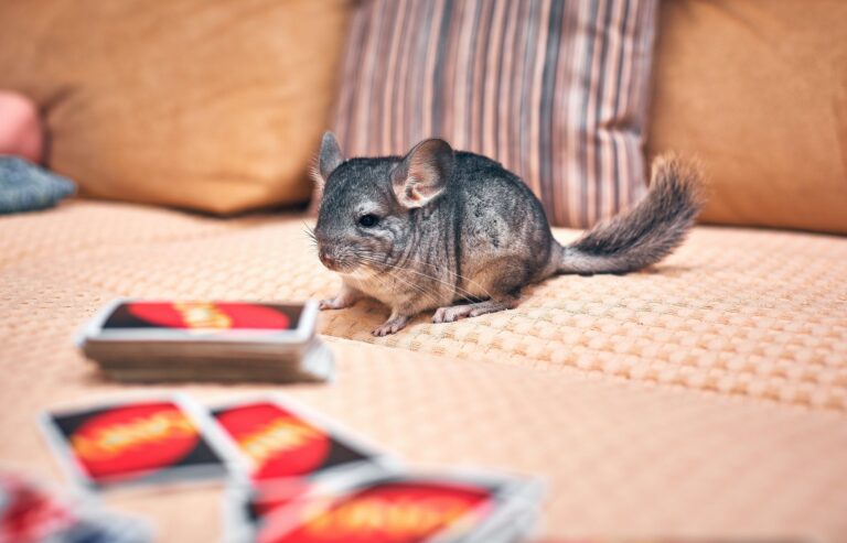 De voordelen van het houden van Chinchillas