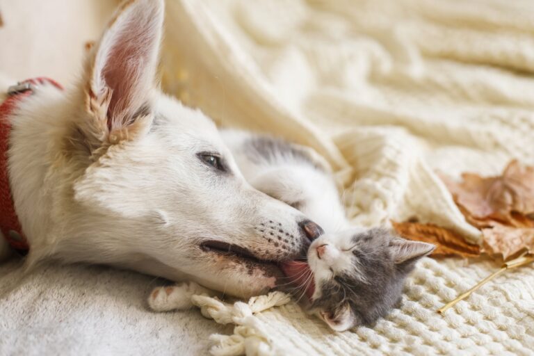 Hoe je de juiste voeding kunt kiezen voor je hond of kat met een gevoelige maag