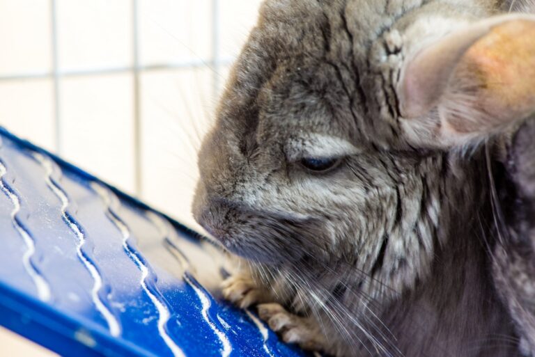 Hoe je je Chinchillas kan verzorgen