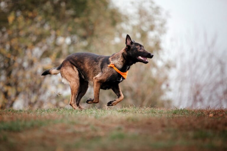 Hoe je je hond kunt laten wennen aan een nieuw huis