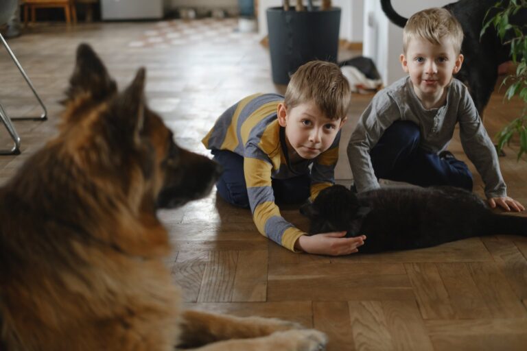 Hoe je je hond of kat kunt laten wennen aan een nieuwe groep huisdieren