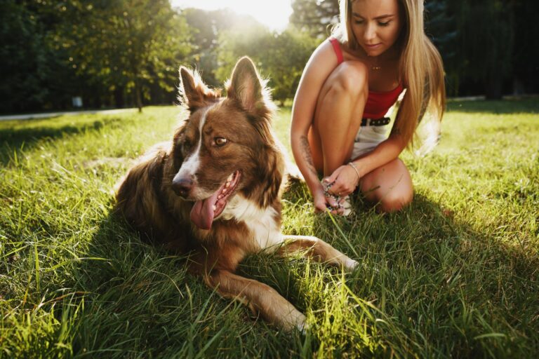 Hoe je je hond of kat kunt laten wennen aan een nieuwe partner