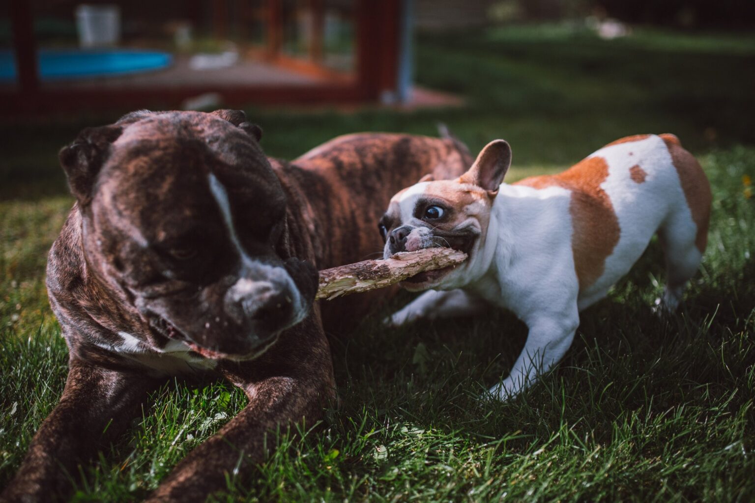 Hoe Je Kunt Herkennen Als Je Hond Een Zenuwprobleem Heeft En Hoe Je Het Kunt Behandelen I Love